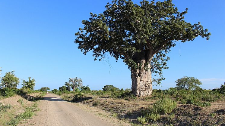 Baobabträd. Trots visioner om tusentals hektar sockerrörsplantage lyckades företaget inte plantera en enda planta sockerrör. Foto: Linda Engström