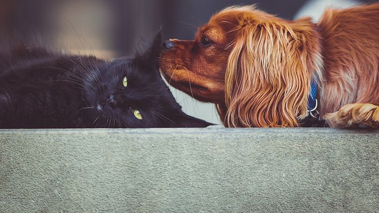 Streiten wie Katzen und Hunde? Nein, anscheinend sind deutsche Nachbarn untereinander friedlicher als gedacht.