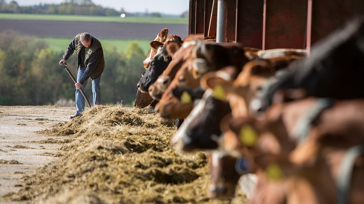 Arla Foods ja DSM aloittavat mittavan pilottihankkeen lehmien metaanipäästöjen vähentämiseksi 30 prosentilla