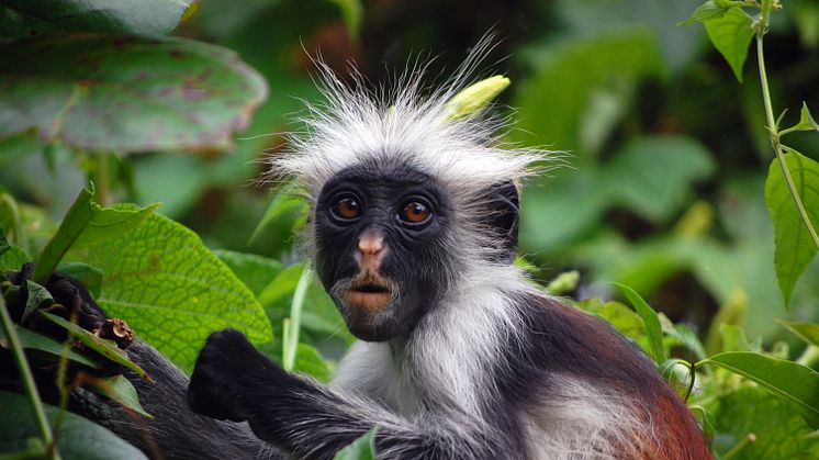 Kafa Biosphere Reserve i Etiopien er blandt andet hjem for de sort-hvide colobus-aber. Foto: Wikimedia Commons 