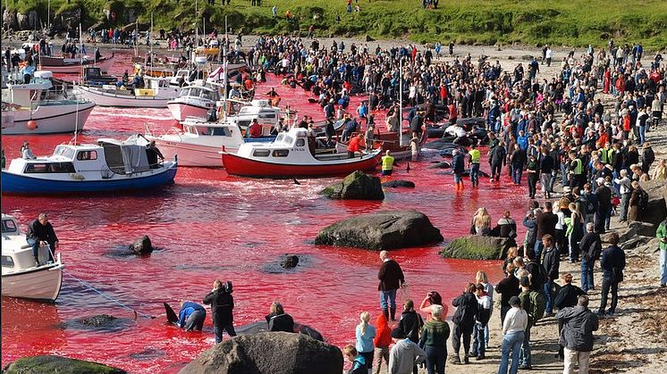 Kreuzfahrtunternehmen ignorieren Gefahren durch Walfang auf den Färöer-Inseln