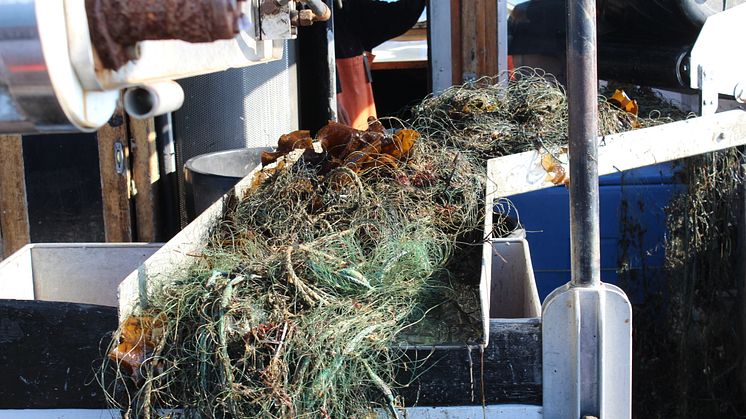 Det finns mängder av förlorade fiskeredskap i vatten, som orsakar problem både för djurlivet och för fisket. Genom att ta upp skräpet minskas det lidande som det innebär för fiskar, däggdjur och fåglar att fastna i redskapen. Foto: Ulf Stahre