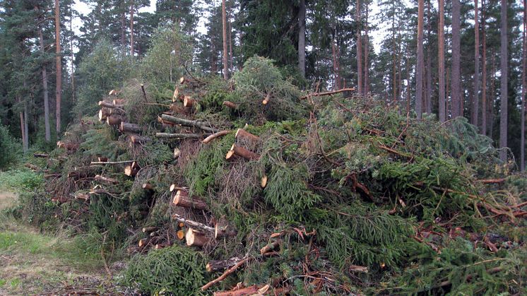 Mark och vatten försuras mindre än befarat av grot-uttag i skogen