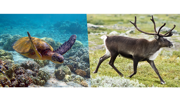 Green turtle in Hawaii and reindeer close to Kebnekaise, Sweden (Wikimedia)