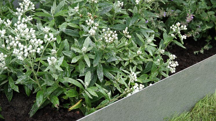 Planteringskanten från Flexigarden har en beläggning som motverkar rostangrepp och med tiden blir ljusare i ytan