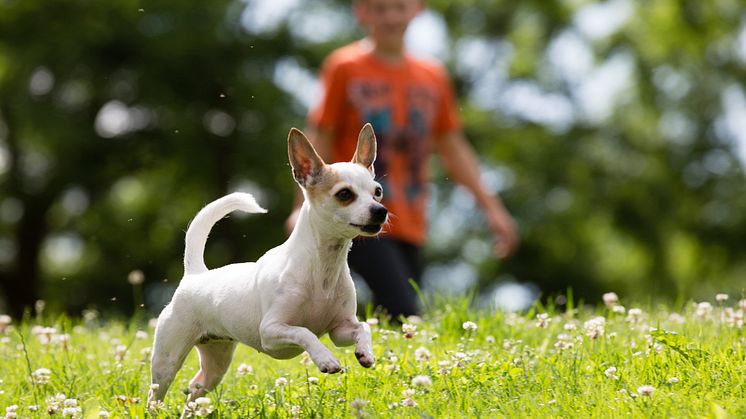 Barn leker med chihuahua