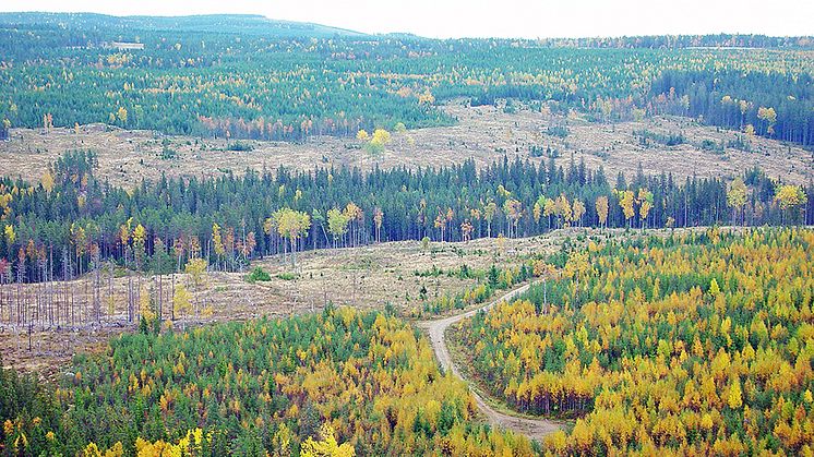 Forskare vid SLU har utarbetat en metod för strategisk planering av skogsmark för att effektivisera naturvård och produktion, i kombination med nya ekonomiska och juridska styrmedel. Foto: Johnny de Jong