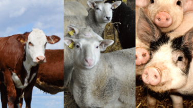 Tre miljoner kronor till konsumtionshöjande åtgärder och ökad lönsamhet inom svensk gris-, nöt- och lammproduktion