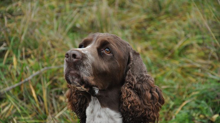 Engelsk springer spaniel. Foto: Andreas Wallberg