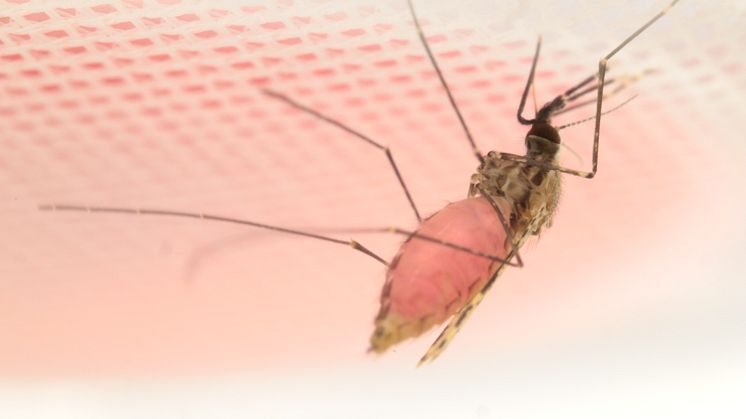 A female Anopheles mosquito drinks a pink cocktail containing beetroot juice and HMBPP. Photo: Melika  Hajkazemian