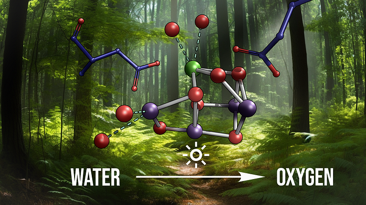 XFELs show the final milliseconds of oxygen formation