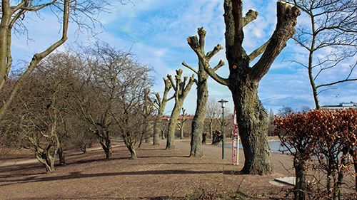 En skånsk tradition som oroat Malmöborna