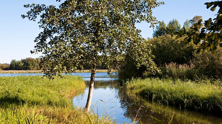 Time to stop selling over-the-counter medications containing Diclofenac, as it has been traced to many Swedish waterways