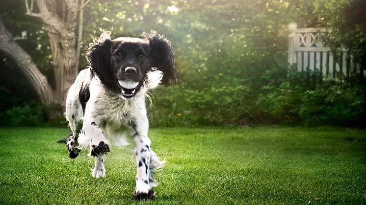 Probiotics for pets could be a game-changer for brands in terms of differentiating and taking their premium pet food to the next level, claims Chr. Hansen.