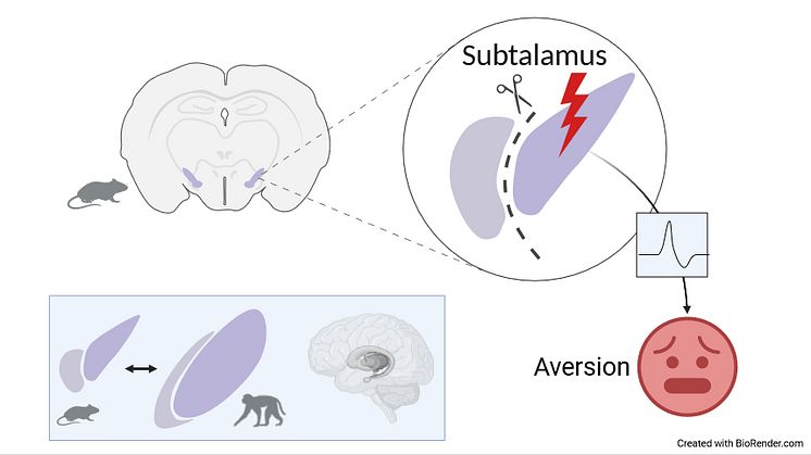 The subthalamic nucleus is located deep in the brain of mice and primates. The study shows that stimulation of the subthalamic nucleus causes aversion and activates neurons in the brain’s aversion system. 