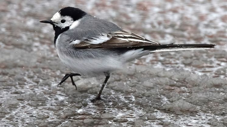 Sädesärla Motacilla alba alba. Foto: Göran Ekström