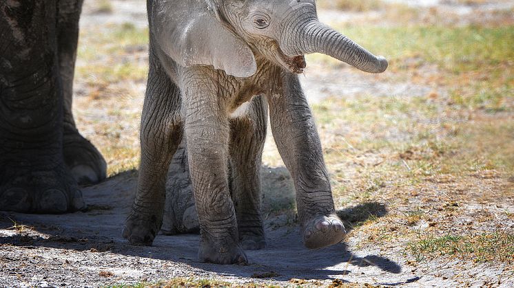 Det är inte bara de fullvuxna elefanterna som far illa av tjuvjakten. Elefantungarna som förlorar sin mamma påverkas också eftersom de är i stort behov av mjölk från sin moder i två år efter att de fötts. 