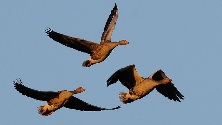 Nu ska gässen räknas. Här grågäss. Foto: Johan Månsson