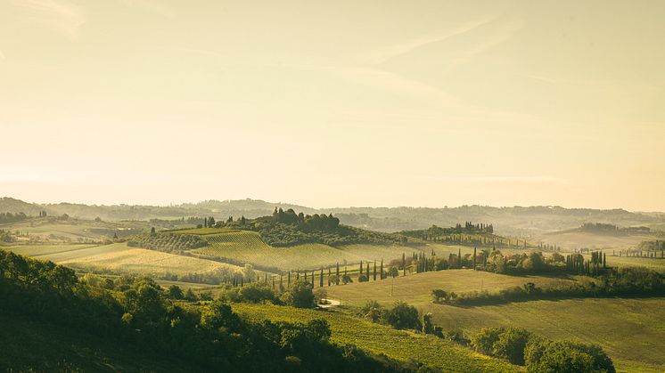 Chianti Classico: the 2022 Sangiovese grapes showed their resilience and capacity for adaptation to climate variations