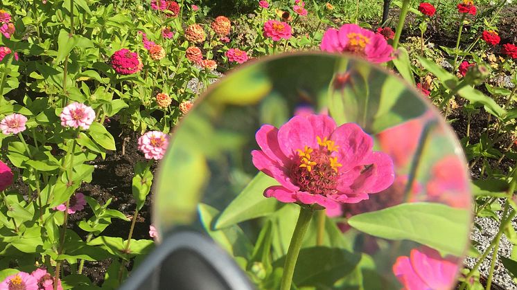 Familjesöndag: Blommor på Waldemarsudde