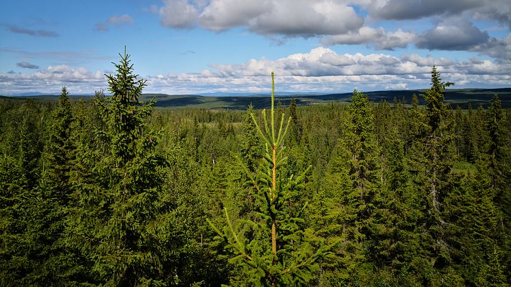 IsoTimber genomför en nyemission för att nå ökad tillväxt