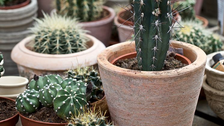 Kaktusar i olika storlekar 