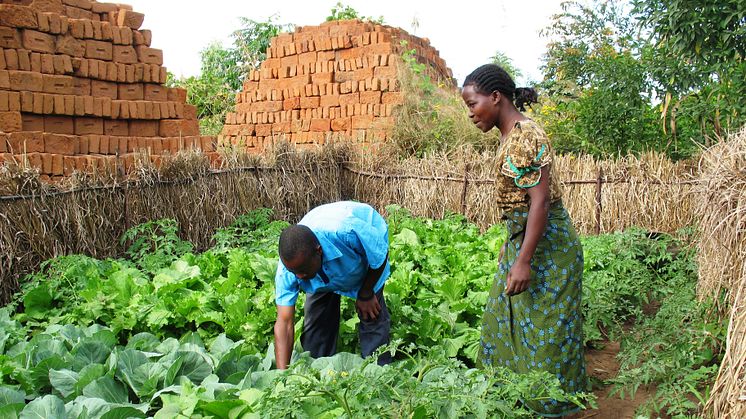 Frälsningsarméns insatser i Malawi hjälper bönderna få tio gånger större skördar.