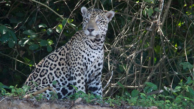 jaguar movima