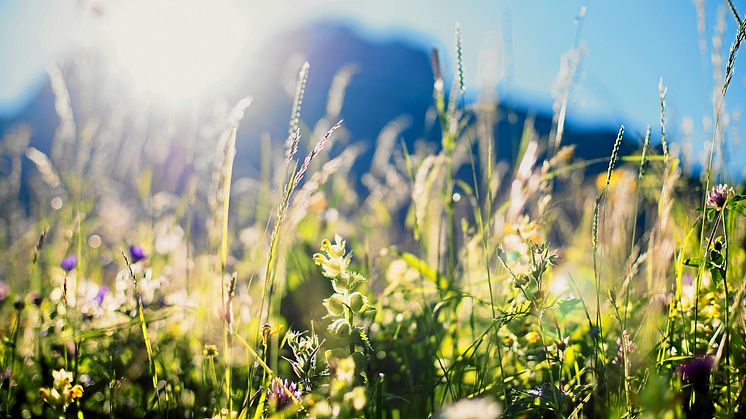 Blumenwiese in Adelboden 