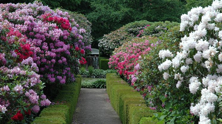 Rhododendron 