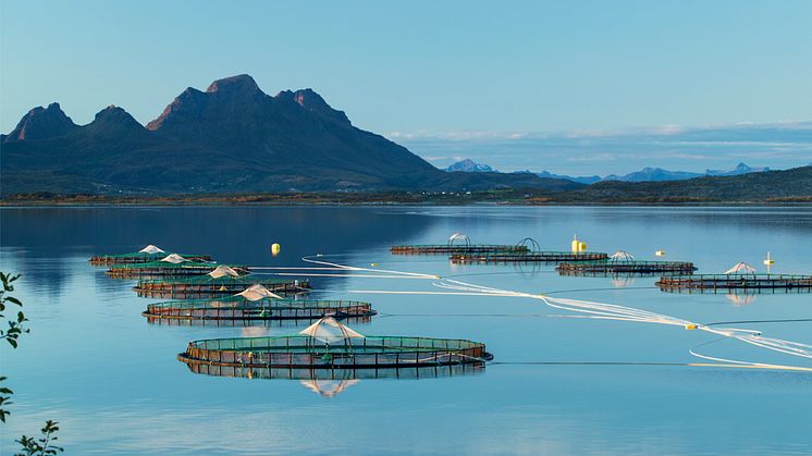 One of Cermaq's farming sites in Nordland, Norway