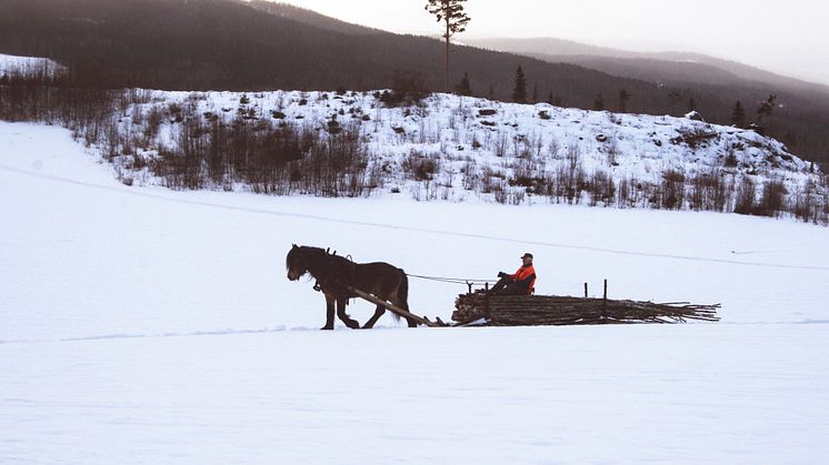 Vinnarbilden porträtterar en granne till Sofia i byn Ammer, utanför Hammarstrand i östra Jämtland