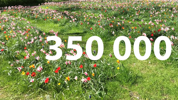 350 000 invånare i Malmö och 350 000 blomsterlökar på Ribersborgsstranden