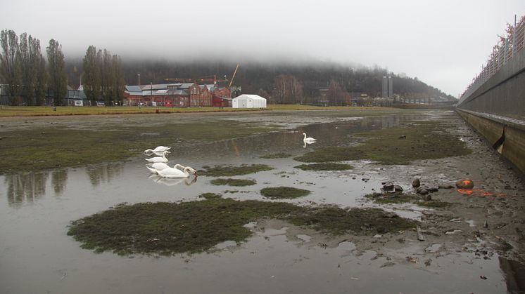 Svanenen koser seg, en kald novemberdag i Middelalderparken. (Foto: Kulturetaten)