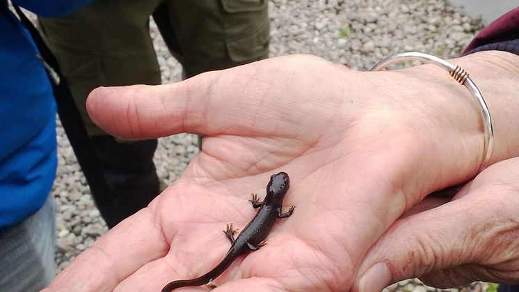 Salamanderspaning