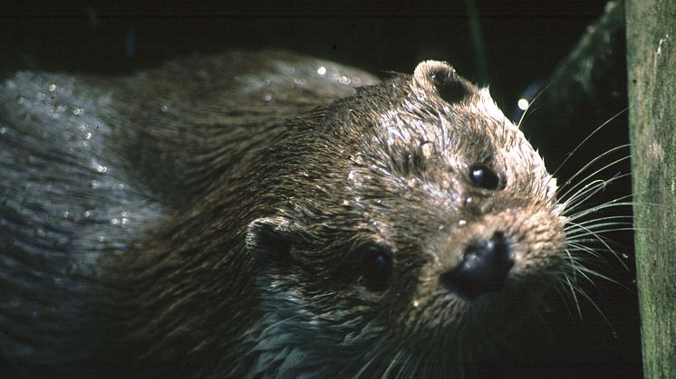 Det händer på Naturhistoriska riksmuseet i februari 