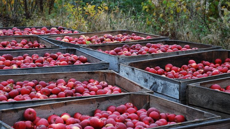 Harvest of apples in September