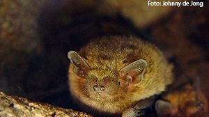 Pipistrella pygmaeus. Foto: Johnny de Jong