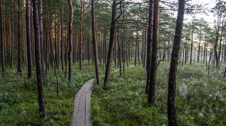 Soomaa National park skog