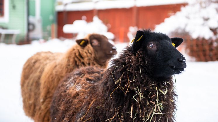 Bilder från förra årets jul i Säter. Foto: Jonas Lindgren/Säters kommun.