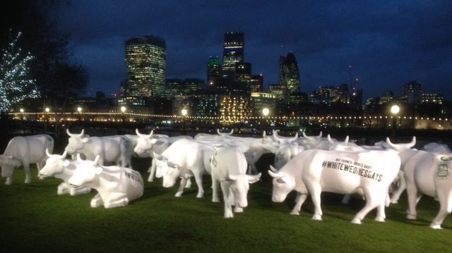 ​Have you herd? –Dairy Cows Hit the Capital