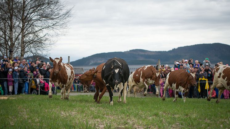 Glade kuer slippes ut på beite! Foto: Lars Olav Stavnes