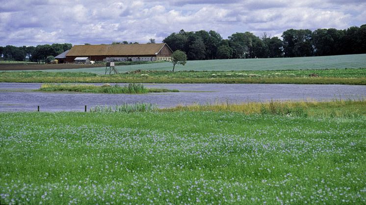 Läckage av näringsämnen från jordbruket till sjöar och hav är en av anledningarna till övergödning och Östersjöns algblomningar. Ett sätt att fånga upp läckaget kan vara att anlägga en våtmark vid gården. Foto Urban Wigert