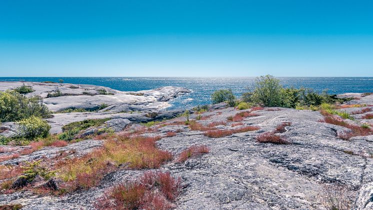 Förvaltningsplan för skarv välkomnas av Region Stockholm 