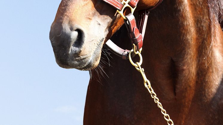 Maharajah blev Årets Häst 2014! 