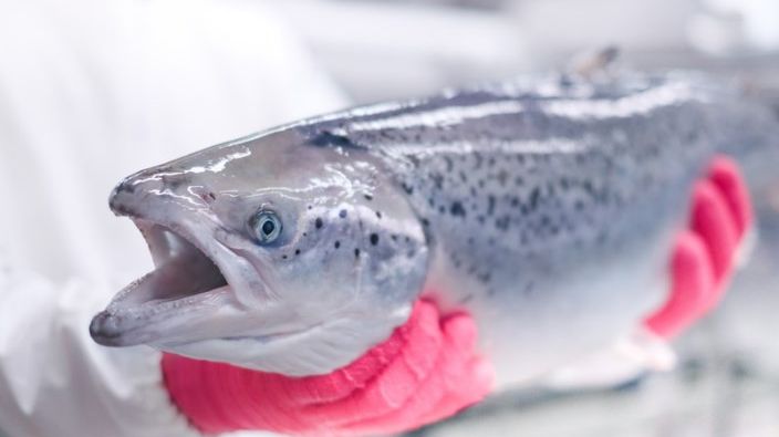 Både Moterey Bay Aquarium og WWF anbefaler ASC-sertifisert laks