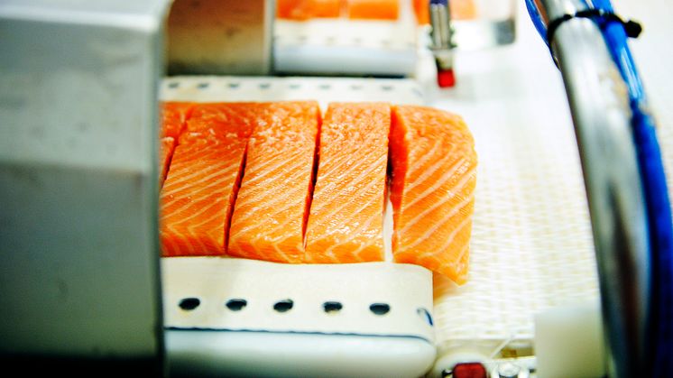 Norwegian salmon exports on the rise