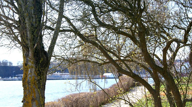 Träd om våren i prinsens park