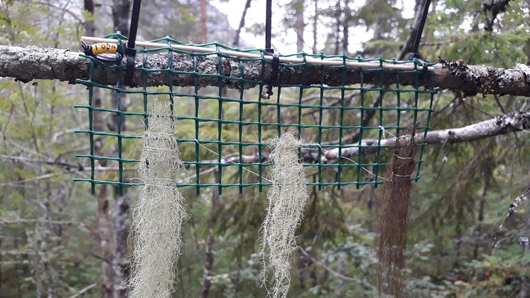 Plastnät med transplanterade hänglavar på grangren. Från vänster: garnlav, skägglav och manlav. Foto: Per-Anders Esseen