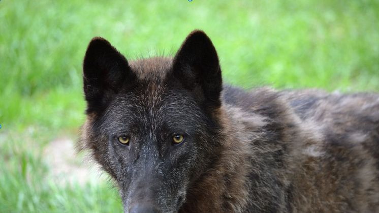 Nogle så gerne, at ulve som denne kun var at finde i zoologisk have, mens Verdens Skove og andre naturelskere gerne så, at ulven fik lov at leve i den vilde natur. Foto: Shutterstock